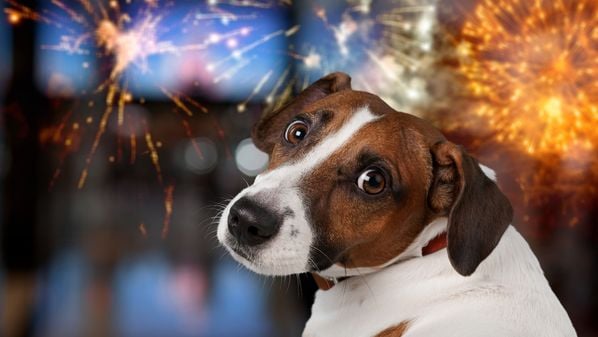 Agitação e fogos de artifício podem ser um desafio para tutores de pets; veja dicas para manter um ambiente tranquilo nesta época do ano