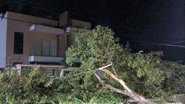 Segundo a Defesa Civil, ventos chegaram a 60 km/h na cidade e árvores caíram sobre fiações, deixando um bairro temporariamente sem energia