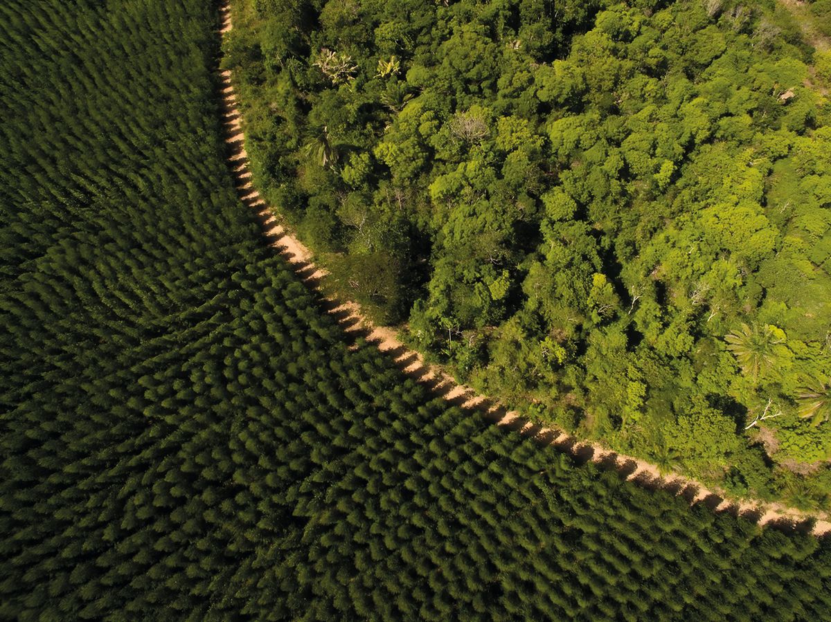 Programa de
restauração ambiental
recuperou mais de 24
mil hectares de áreas
florestais no Espírito
Santo, Minas Gerais e
Sul da Bahia