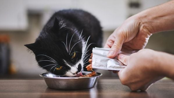 Veja como conquistar o paladar seletivo dos bichanos e oferecer alguns alimentos de forma segura