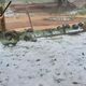 Imagem - Chuva de granizo destrói plantações e muda paisagem no Sul do ES; vídeo
