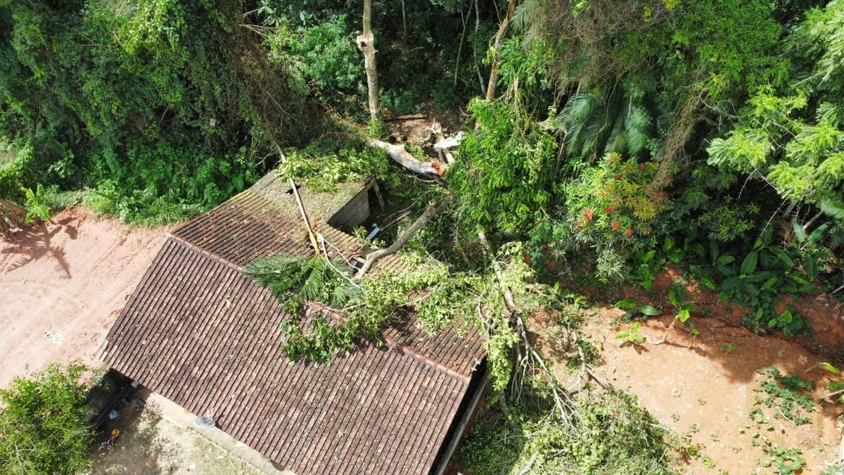 Chuvas derrubam árvore em cima de casa em Venda Nova do Imigrante