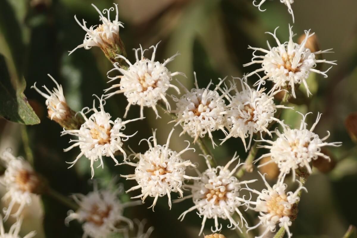 A assa-peixe é utilizada na medicina popular há séculos e oferece inúmeros benefícios para a saúde (Imagem: Floratta | Shutterstock)