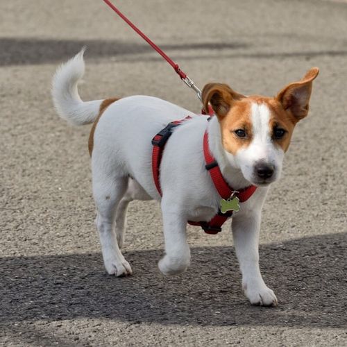 Imagem - 10 cuidados no primeiro passeio com o cachorro na rua