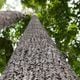 Imagem - 11 anos de pesquisas: nova espécie de árvore frutífera é descoberta no ES