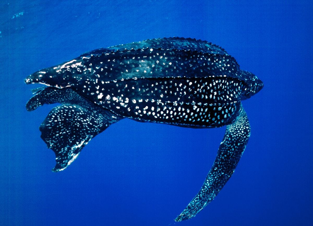 A tartaruga-de-couro (Dermochelys coriacea) também é conhecida como tartaruga-gigante