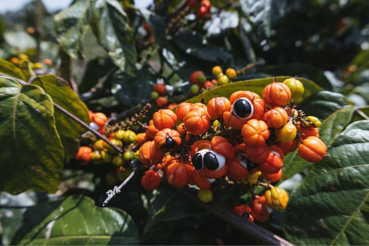 O guaraná tem propriedades que favorecem a saúde geral do corpo (Imagem: JustLary | Shutterstock)