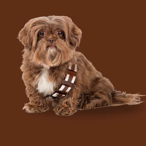 Imagem - 12 nomes de personagens de Star Wars para cachorro