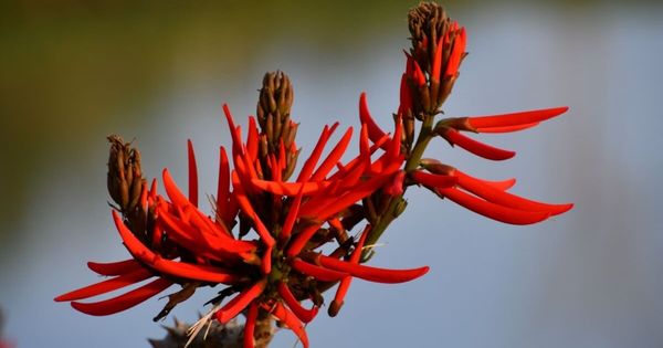 Suas propriedades calmantes e ansiolíticas a tornam uma opção natural para auxiliar no alívio do estresse, da ansiedade e da insônia