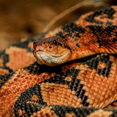 Imagem - 10 espécies de cobras peçonhentas