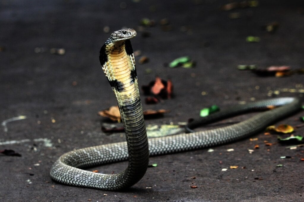 A Cobra-real é a maior cobra peçonhenta do mundo (Imagem: Padodo | Shutterstock) 