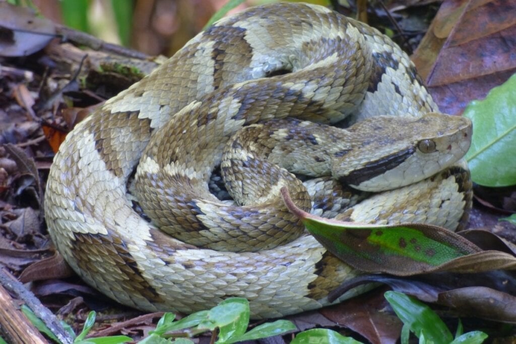 A jararaca é uma das cobras mais comuns do Brasil e o seu veneno causa dor intensa (Imagem: Casa Comum Terra | Shutterstock) 