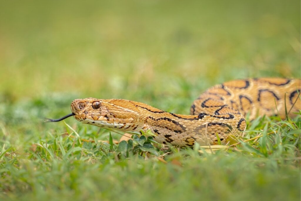 A víbora-de-Russell é considerada uma das cobras mais perigosas devido à sua proximidade com áreas urbanas (Imagem: Sheril Kannoth | Shutterstock) 