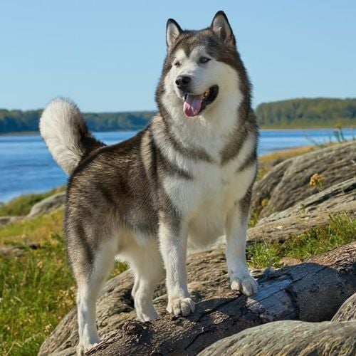 Imagem - 4 características do cachorro da raça malamute do Alasca