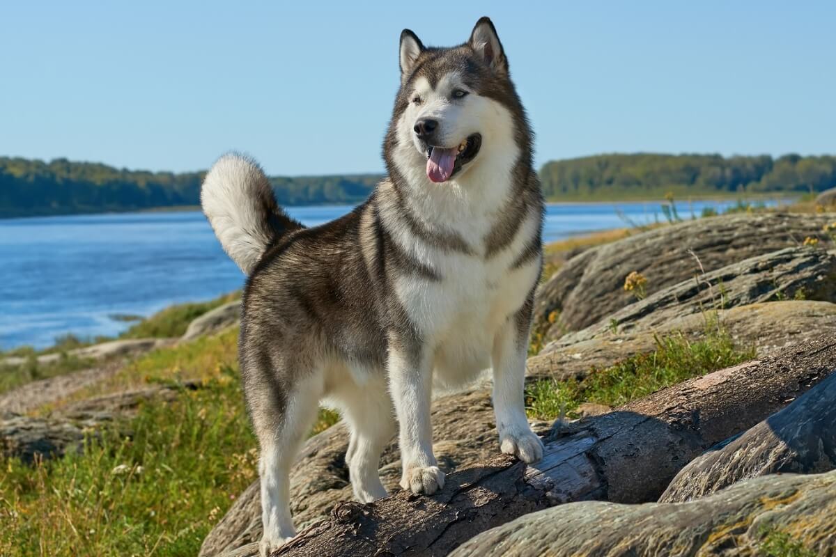 O malamute do Alasca chama atenção por sua aparência majestosa e história fascinante (Imagem: Jia Images
| Shutterstock) 