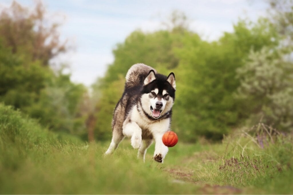 O malamute do Alasca precisa de exercícios moderados para evitar problemas de saúde (Imagem: Yuriy Koronovskiy | Shutterstock) 