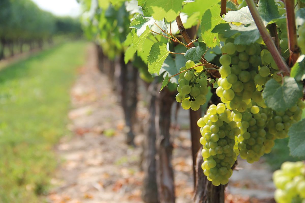 Uva é plantada, colhida e vira vinho na Região Serrana capixaba