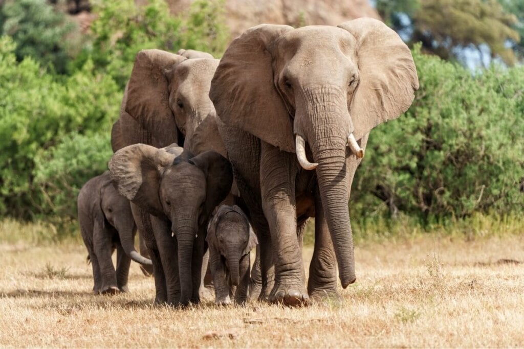 O elefante-africano tem uma memória excepcional (Imagem: Henk Bogaard | Shutterstock)