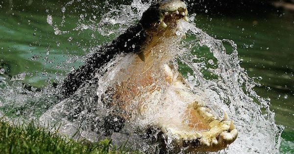 O Território do Norte abriga mais de 100 mil crocodilos de água salgada, mas nem todo mundo quer esses animais por ali