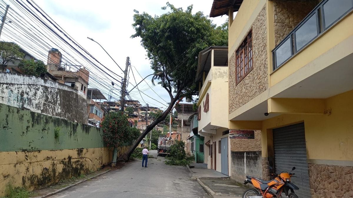 Árvore caiu sobre o telhado de uma residência no bairro Nova Brasília, em Cachoeiro