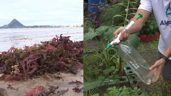 Pesquisadores transformam algas em adubo líquido no Sul do Espírito Santo