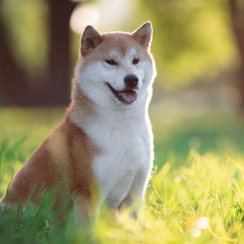 Imagem - 4 características do cachorro da raça shiba