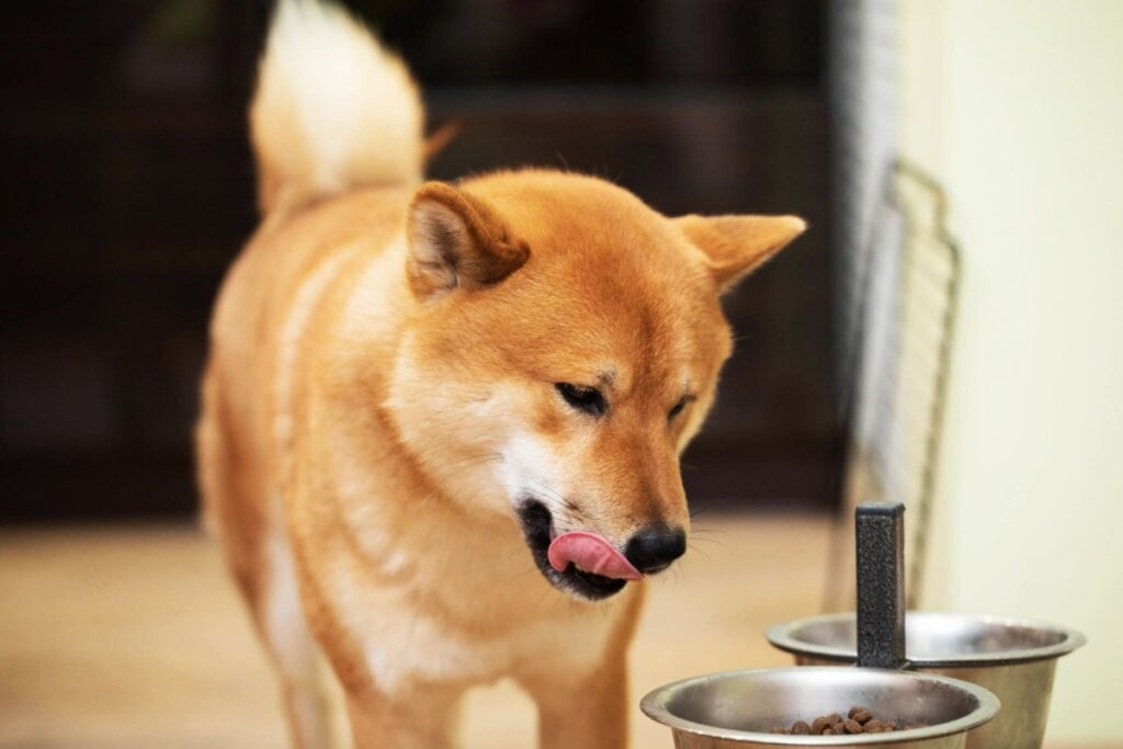 A alimentação do shiba deve ser balanceada e acompanhada por um veterinário (Imagem: Amax Photo | Shutterstock)