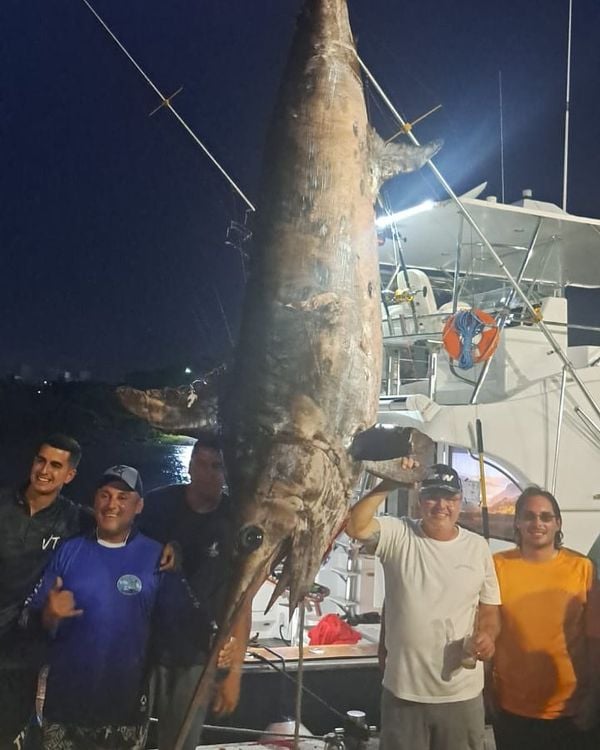 Grupo comemora pesca de peixe de 328 kg em Guarapari por Instagram | @vitoriateam
