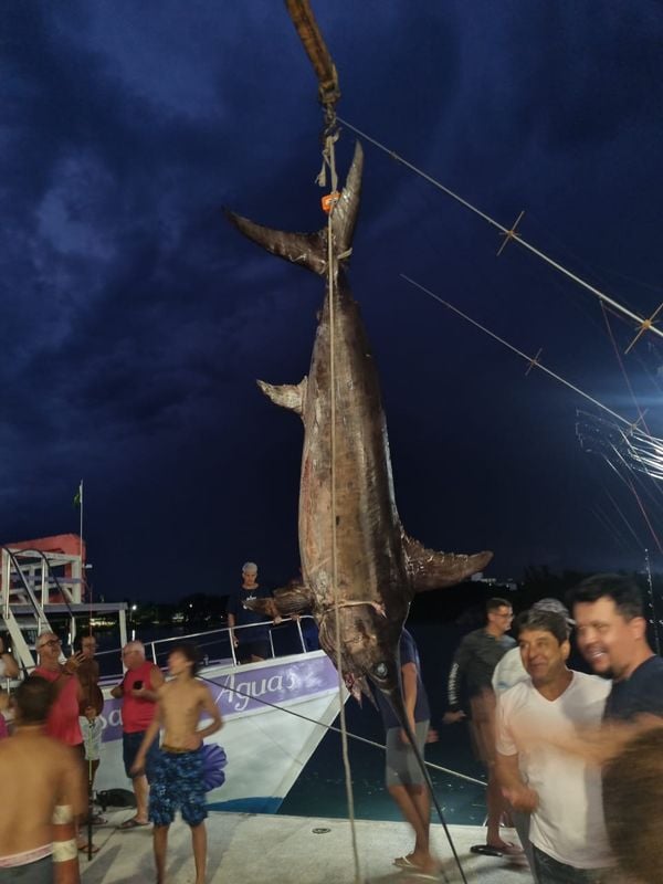 Pesca de peixe gigante foi motivo de comemoração em Guarapari por Leitor | A Gazeta