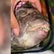 Imagem - Peixe com "dentes humanos" é pescado no ES e ganha a internet