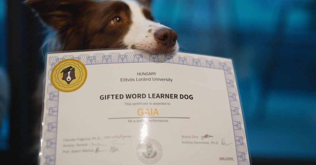 A Gazeta | Cachorra 'superdotada'? A border collie brasileira que sabe ...