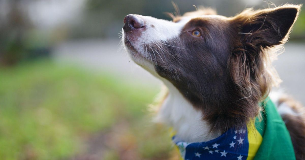 A Gazeta | Cachorra 'superdotada'? A border collie brasileira que sabe ...