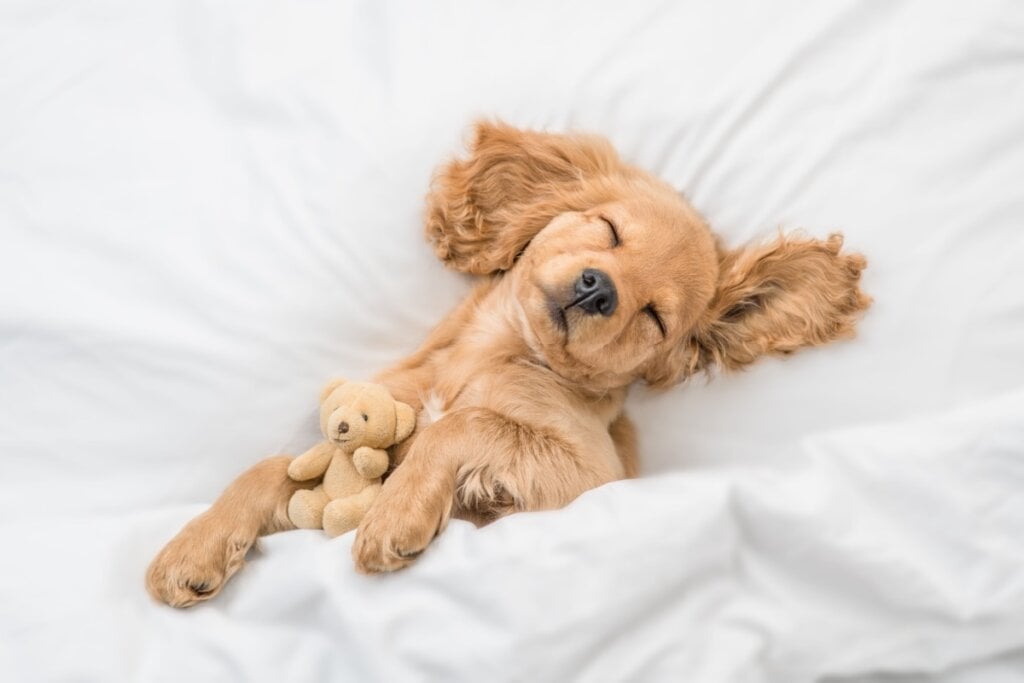 Os cachorros tendem a ficar mais tranquilos e menos impulsivos após a castração (Imagem: Ermolaev Alexander | Shutterstock)