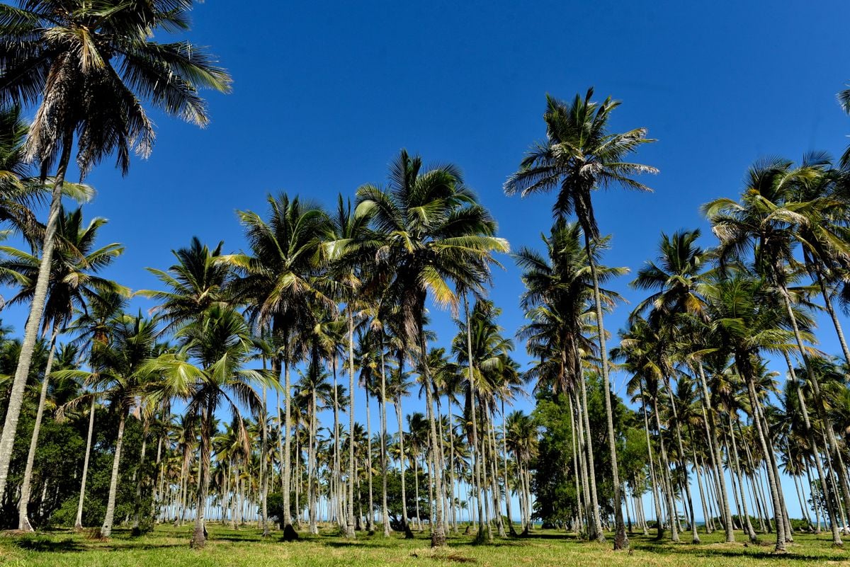 Praia de Coqueiral de Aracruz foi eleita como a mais bonita do Espírito Santo