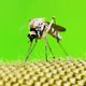 Imagem - Febre amarela e dengue causam quadros de hepatite; entenda