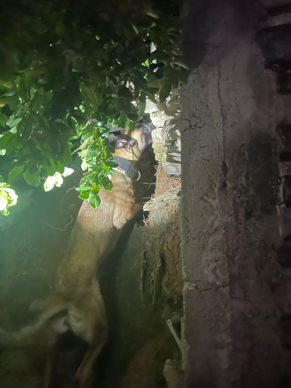 Cadela Kiara atua no 9º Batalhão  por Adriano Rovetta