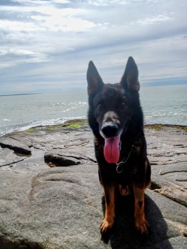 Cão Messi se recupera no litoral  por Adriano Rovetta