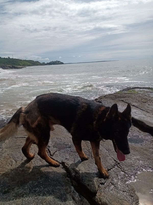 Cão Messi se recupera no litoral  por Adriano Rovetta