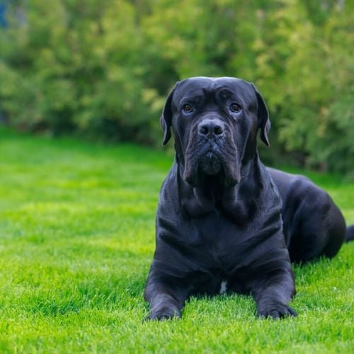 Imagem - 7 curiosidades sobre o cão de guarda cane corso