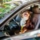 Imagem - Vai viajar com os pets? Veja como transportar os bichinhos de forma segura na estrada