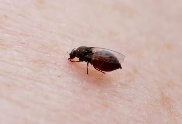 Mosquito maruim, que transmite a febre oropouche