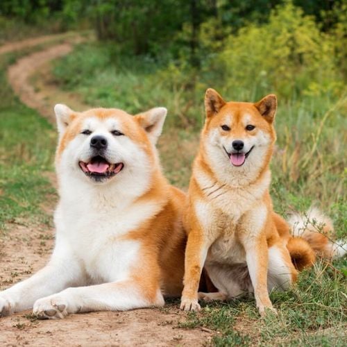 Imagem - 8 diferenças entre as raças akita e shiba inu 