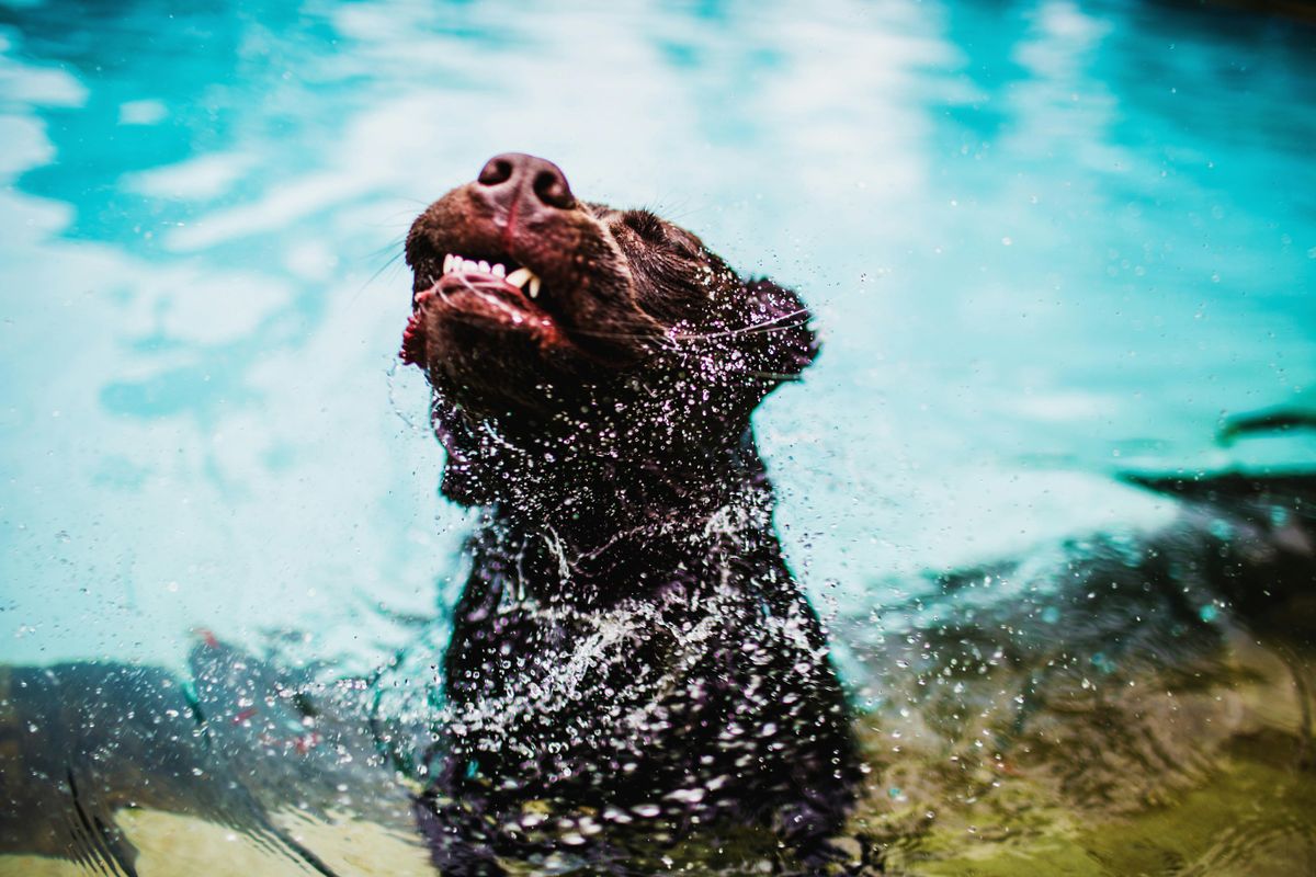 Cachorro piscina água