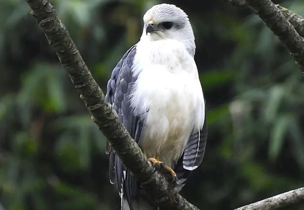 Gavião-pombo-grande foi registrado pela primeira vez em Mimoso do Sul