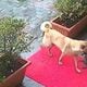 Imagem - Cachorra salva filhote doente ao levá-lo sozinha ao veterinário