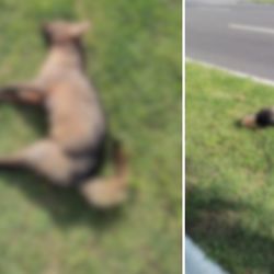 O animal foi encontrado no domingo (19) e recolhido pela prefeitura; segundo a administração municipal, ele possivelmente vivia em uma área de conservação