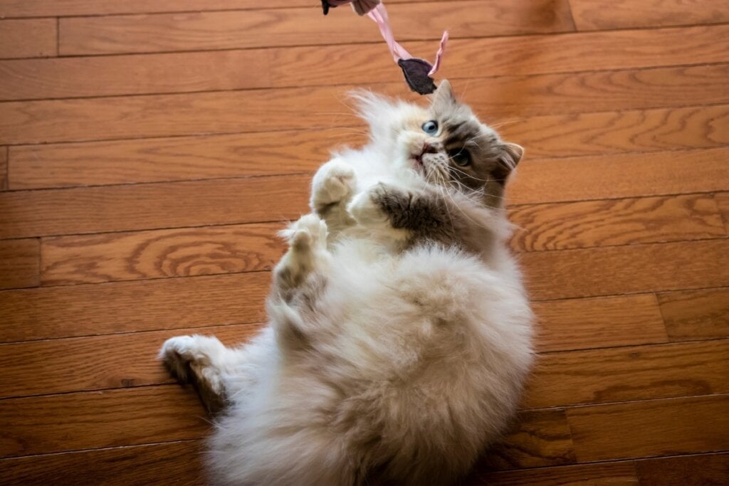 O gato minuet gosta de brincar e interage bem com pessoas e outros animais (Imagem: Dave’s Domestic Cats | Shutterstock)