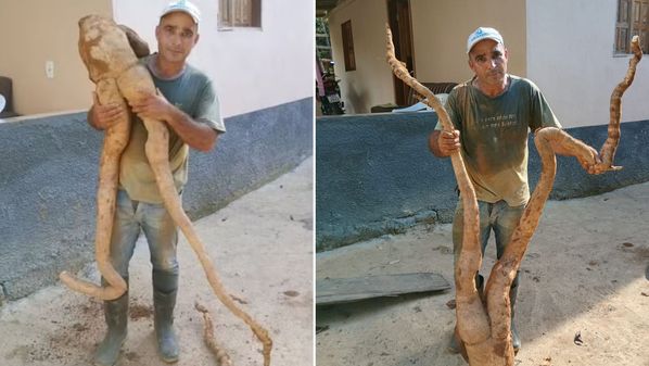 Agricultor do Alto Rio Novo, no Noroeste do Estado, colheu o tubérculo que mediu quase 1,70 metro. A imagem chamou a atenção nas redes sociais