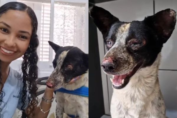 Alice Soares, veterinária que cuida de Branquelo, cão atingido pelas chamas da queda de avião em Ubatuba, SP