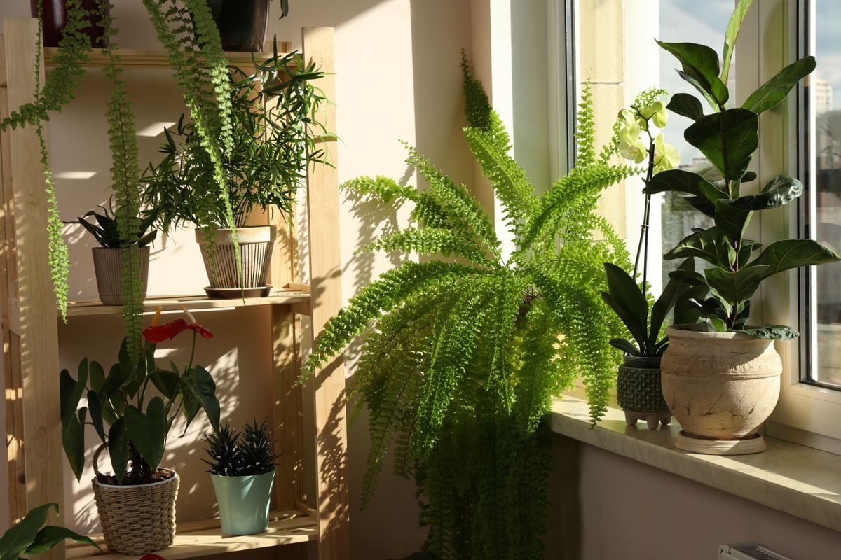 Apartamento cheio de plantas, como samambaias